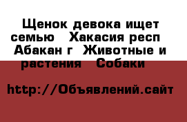 Щенок девока ищет семью - Хакасия респ., Абакан г. Животные и растения » Собаки   